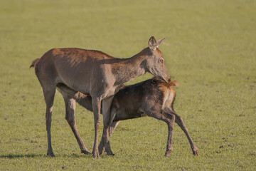 Une biche allaitant son faon