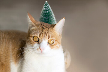 Cat and Christmas tree decoration, red white feline with big brown eyes on sandy color background