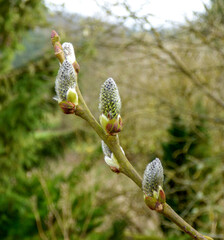 buds of willow