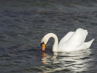 Mute swan on Lake Shinji