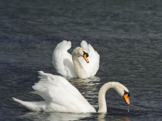 Obraz premium Mute swan on Lake Shinji