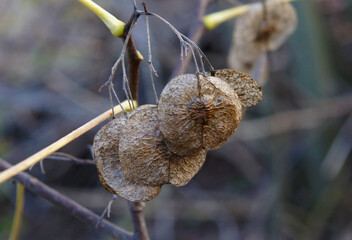Ripe fruits of Ptelea trifoliata