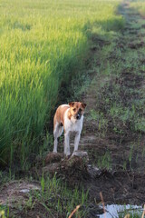 Portrait an adorable of adult white and brown dog standing in the rice field