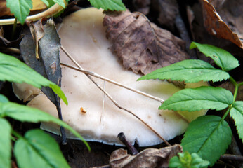 Clitocybe nebularis between fallen leaves