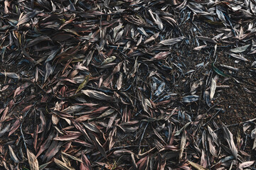 Background of dry leaves in the evening
