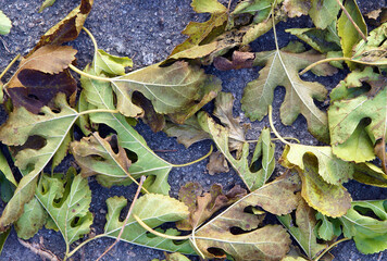 Dry fallen mulberry leaves on the asphalt