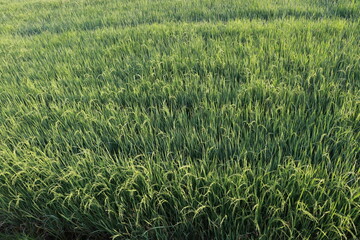 Beautiful view of the rice field in the morning