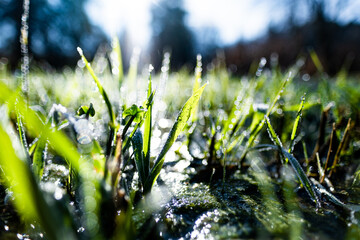 green blades of grass with dewdrops lit by the sun and lying near a frozen pond. Photographed on a cold morning in a beautiful nature reserve