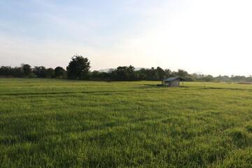 Fototapeta na wymiar Beautiful view of the rice field in the morning