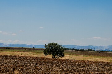 Lonely tree in the Apulian countryside in Italy