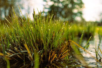 green blades of grass with dewdrops lit by the sun and lying near a frozen pond. Photographed on a cold morning in a beautiful nature reserve