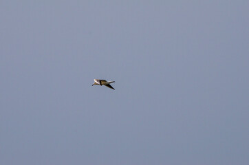 Lonely seagull flying high in the sky