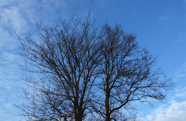 Fototapeta na wymiar Trees on sky background