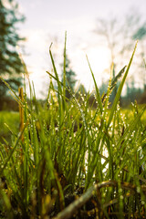 Naklejka premium green blades of grass with dewdrops lit by the sun and lying near a frozen pond. Photographed on a cold morning in a beautiful nature reserve