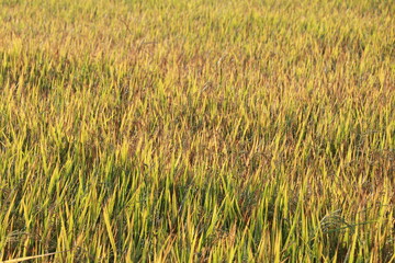 Beautiful view of the rice field in the morning