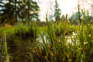 green blades of grass with dewdrops lit by the sun and lying near a frozen pond. Photographed on a cold morning in a beautiful nature reserve
