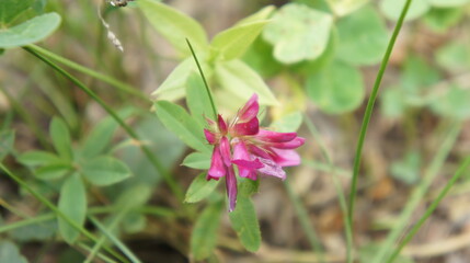 Wild flower, pink flower in the grass
