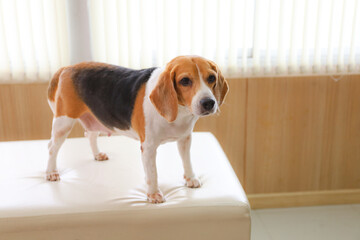 Smart Beagle Dog standing on bed in Animal hospital