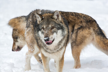Two European gray wolves Canis lupus lupus in snowy winter landscape