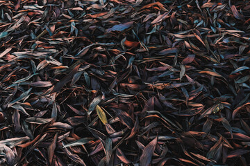 Background of dry leaves in the evening
