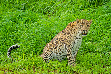 leopard in the jungle