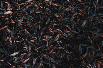 Background of dry leaves in the evening
