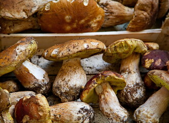 Porcini mushrooms fresh from the ground at a market stall