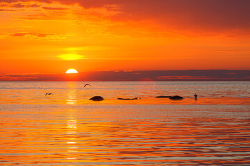 Sea bird silhouettes on stones in the sea. The amazing sunset, orange colored. Telephoto lens.