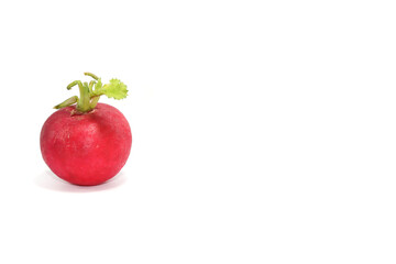 Red radishes or Easter eggs, organically grown, freshly harvested, ready to make salads or edible dishes on a white floor upright in my home studio.