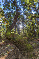 magic tree crooked and full of moss
