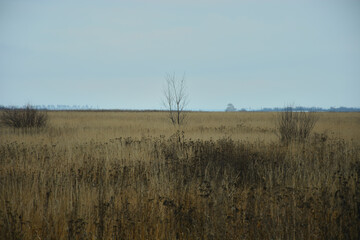 Dried field grass . The photo was taken in November .