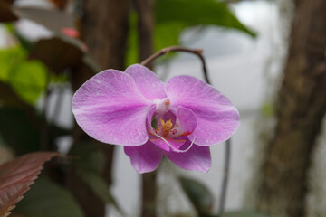 Beautiful purple moth orchid - phalaenopsis