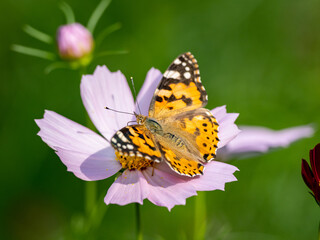 Painted Lady butterfly feeding from flower 16