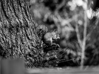 A British grey squirrel eating an acorn on a tree