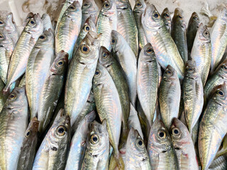 Fresh horse mackerel waiting to be sold at the fishing counter