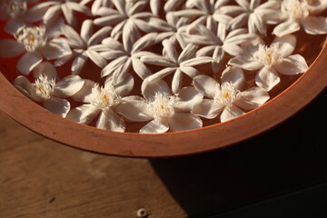 petals of white tropical flowers float in water in a dish. ritual offering ritual of Buddhism