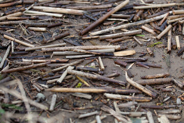 Dry twigs and sticks lie on the wet sand on the river bank.