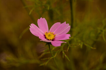 Obraz premium 秋桜
