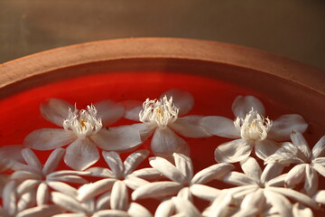 petals of white tropical flowers float in water in a dish. ritual offering ritual of Buddhism