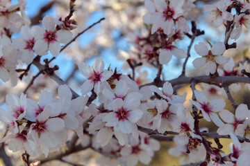 Vista de cerca de un almendro en flor
