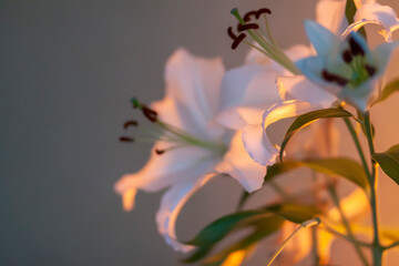 White lily flowers in warm candle light indoors