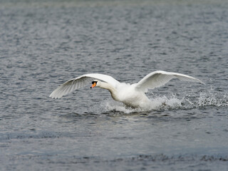 Mute swan on Lake Shinji