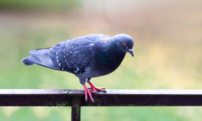Funny Pigeon bird sitting on balcony railing outdoors.
