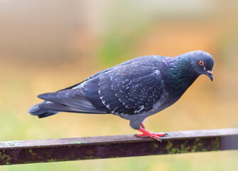 Funny Pigeon bird sitting on balcony railing outdoors.