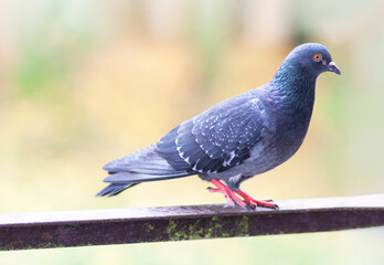 Funny Pigeon bird sitting on balcony railing outdoors.