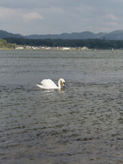 Mute swan on Lake Shinji
