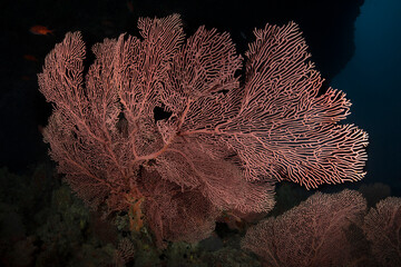 Beautiful Gorgonian ( Sea Fan). Soft coral of Maldivian reefs. Amazing underwater world of Maldives 