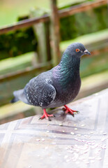 Funny Pigeon bird eating rolled oats outdoors.