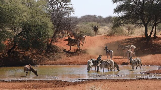 Plains zebras, tsessebe antelope and a blue wildebeest at a waterhole, Mokala National Park, South Africa