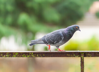 Funny Pigeon bird sitting on balcony railing outdoors.